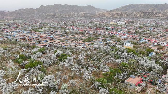 甘肃皋兰：万亩梨花绽放 农旅兴旺促振兴