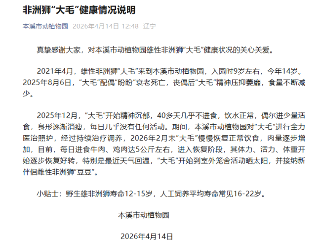 非洲狮丧偶后40多天不进食