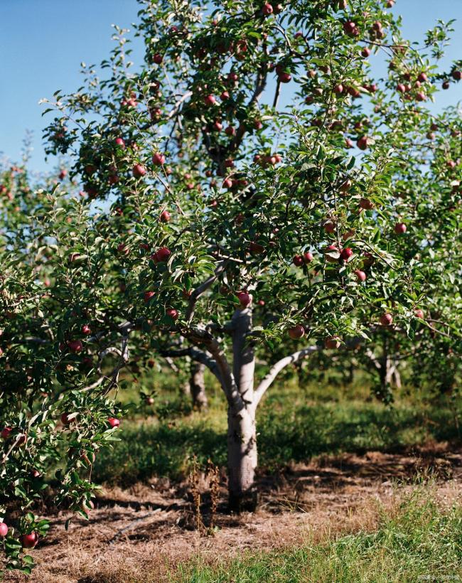 村民承包荒山种树后树却不是自己的 林权变更引发争议