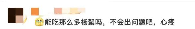 水豚情绪稳定吃杨絮 网友操碎了心 飞絮季节引关注