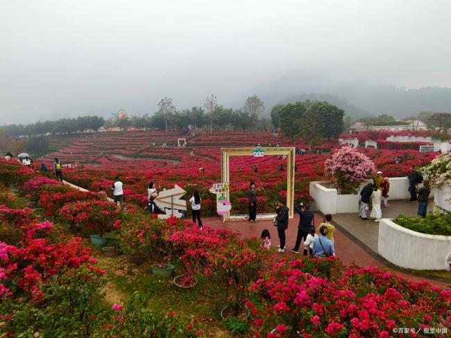 杜鹃花海和彩虹同框