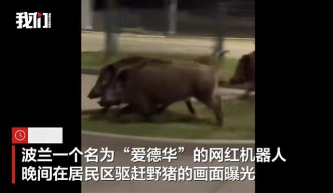 新中国机器人在波兰街头驱赶野猪