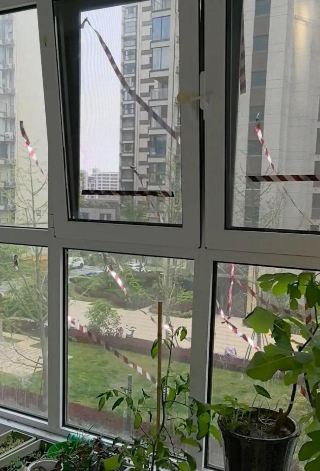 被乌鸫记仇女子称挂老鹰风筝没用 鸟儿护巢有招