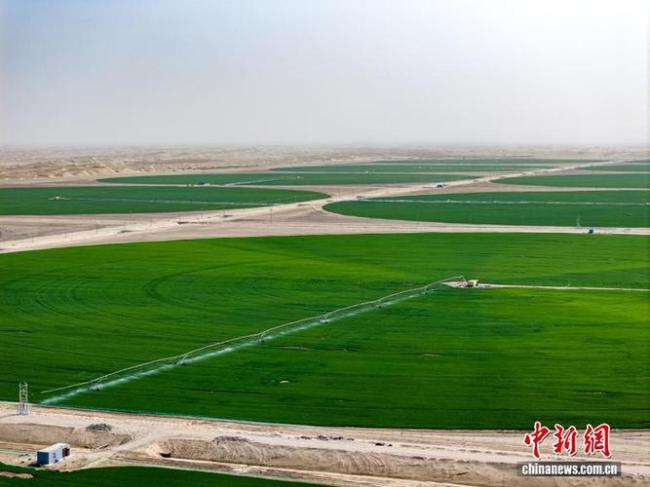 塔克拉玛干沙漠现巨型麦圈 绿色奇迹背后的生态账