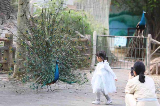 郑州动物园百只孔雀齐开屏 春日限定美景