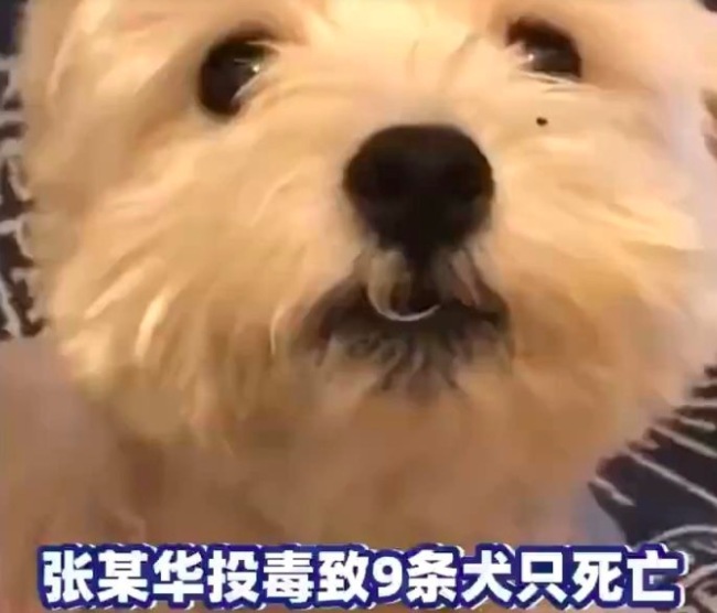 男子毒死9只宠物犬被判4年 二审维持原判