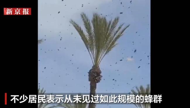 上万只蜜蜂笼罩以色列街道车辆商铺 蜂群引发居民恐慌