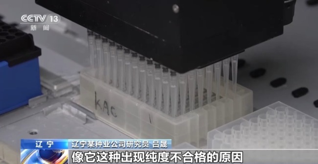 買便宜種子導致減產(chǎn)甚至絕收 警惕“假劣種子”