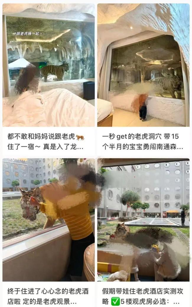 官方回应河南一景区推出虎景房 安全措施到位引发热议
