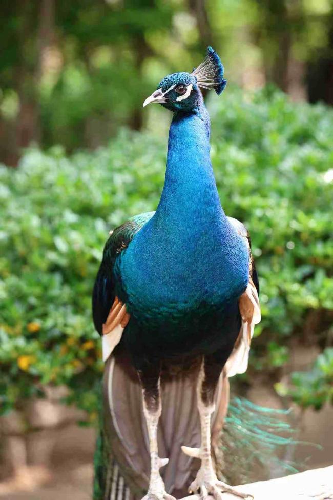 郑州动物园百只孔雀齐开屏 春日限定美景