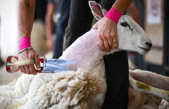 专业工人少 英国人“薅羊毛”难