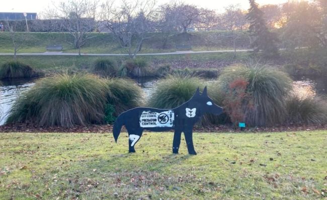 加拿大鹅快把新西兰人逼疯了 大鹅泛滥成灾