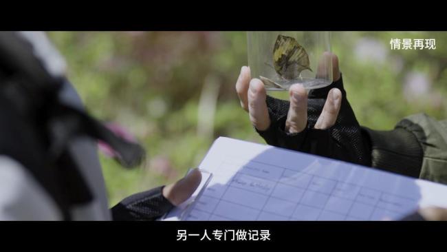 钓鱼佬立功!外籍人员违规捕蝶被识破 生物安全受威胁