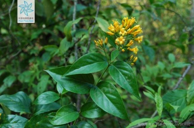 “莫氏鸡煲”复刻警惕断肠草