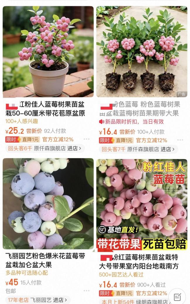 未来可能吃到粉色黄色红色蓝莓 颜色多样新品种研发中