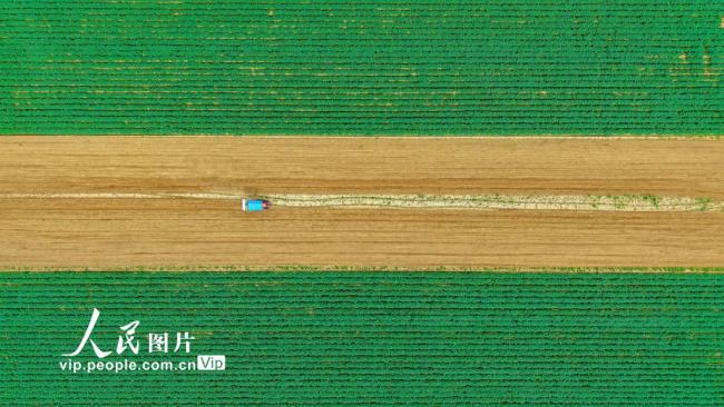 河南南阳：谷雨春耕图