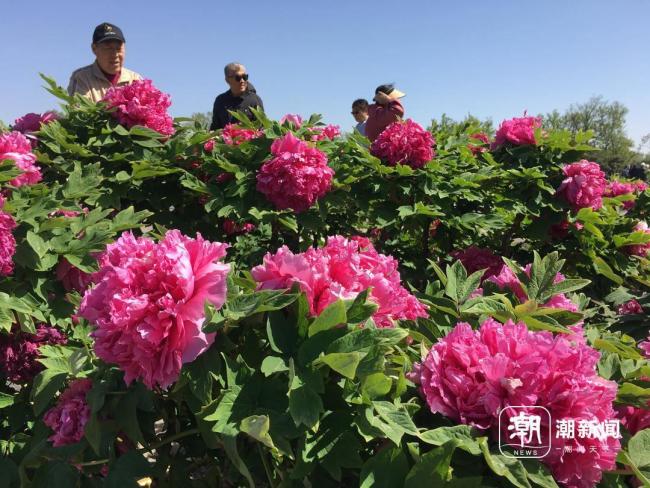 谷雨赏牡丹，圆明园推出两条特色赏花路线