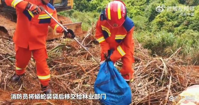 村民在草丛发现蟒蛇消防捕获 专业队伍迅速响应