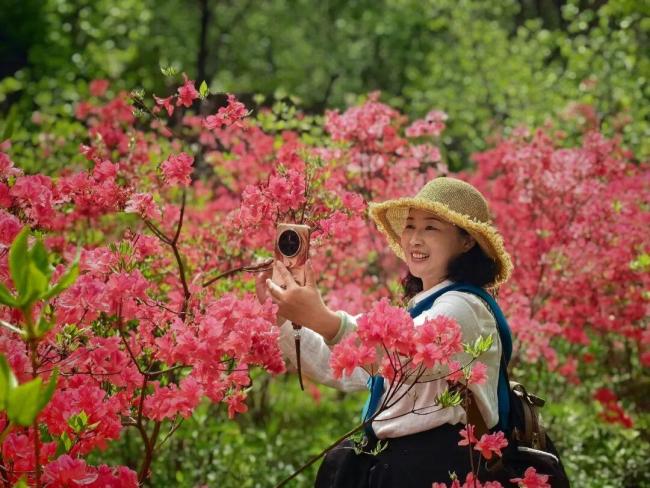 汝阳西泰山杜鹃花海霸屏指南 赏花季盛大开幕