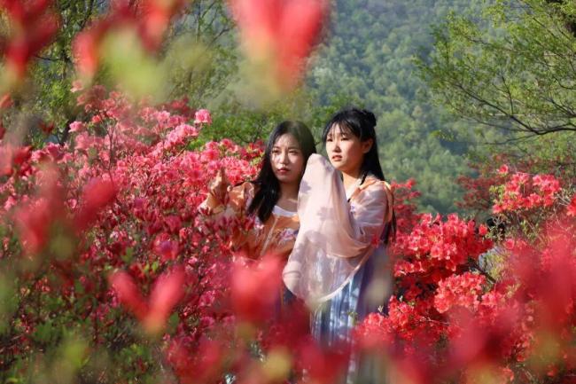 汝阳西泰山杜鹃花海霸屏指南 赏花季盛大开幕
