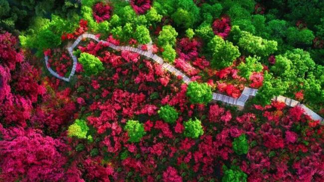 汝阳西泰山杜鹃花海霸屏指南 赏花季盛大开幕