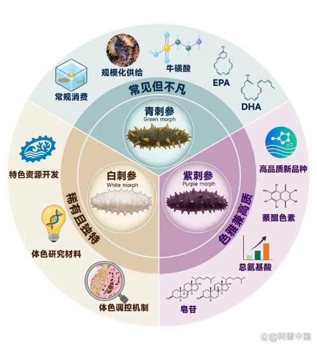关于海参的这些真相你知道吗 体色背后的秘密