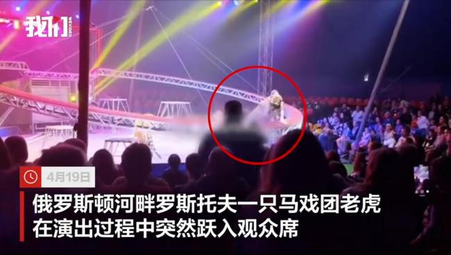 俄罗斯一马戏团老虎跃过围栏冲进观众席