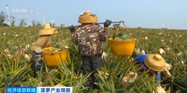 “菠蘿的全國海”豐收了 全國三分之一的菠蘿來自這里