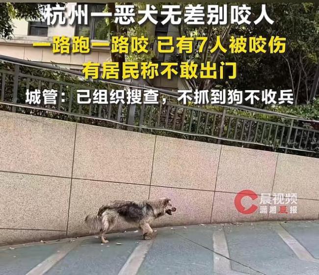杭州一恶犬无差别咬人