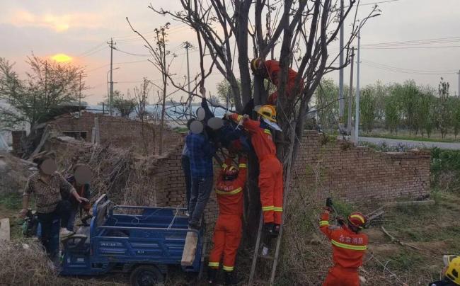 男子爬树摘香椿被卡倒挂7个多小时 消防紧急救援