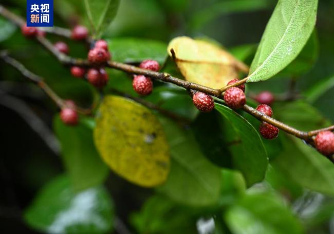 墨脱榕在高黎贡山的新发现进一步丰富了区域野生植物物种名录，体现高黎贡山生物多样性调查监测与就地保护工作取得成效。高黎贡山国家级自然保护区怒江管护局相关负责人表示，下一步，保护区管理部门将联合科研机构对墨脱榕开展种群数量、分布格局与生境状况专项监测，建立种质资源档案，强化原生境严格保护。
