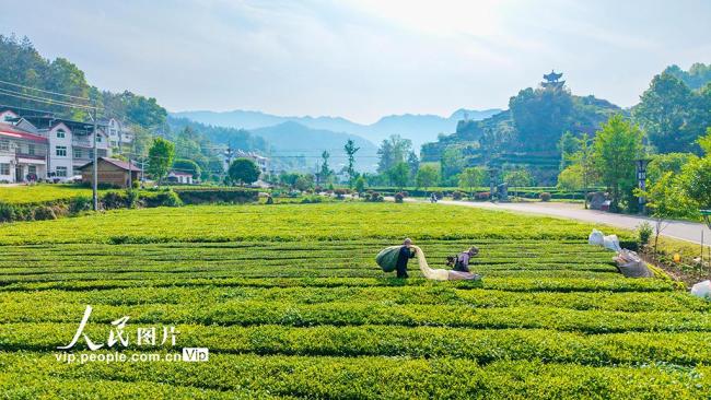 湖北英山：机采春茶