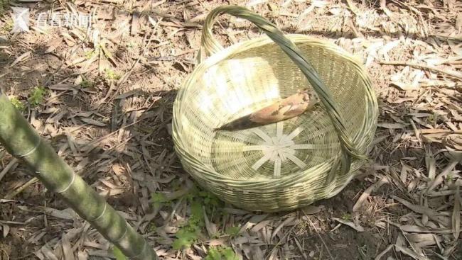 男子私自挖笋受伤起诉景区 法院驳回诉求