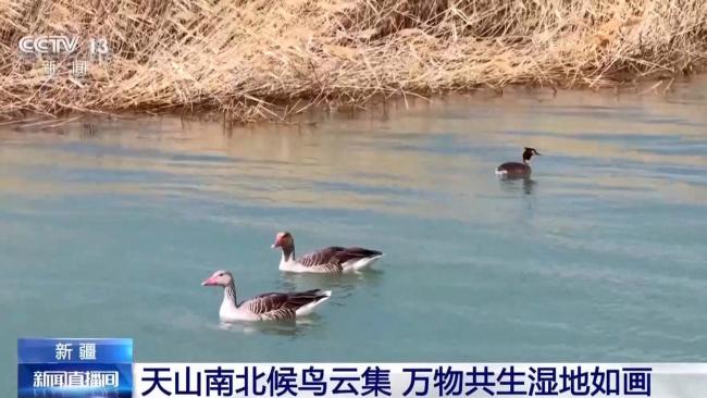 天山南北候鳥云集 新疆修復(fù)濕地留萬鳥繁殖棲息