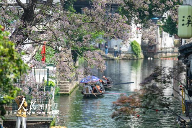 浙江绍兴：苦楝花开引客来 千年古城添诗意
