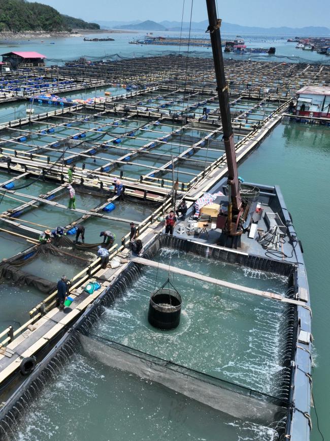 “海上粮仓” ——福建宁德大黄鱼鱼苗陆续投放
