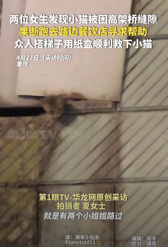 小猫被困高架桥缝隙 众人搭梯子救下