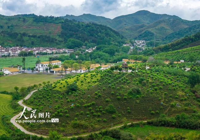 安徽蕪湖：茶園美如畫