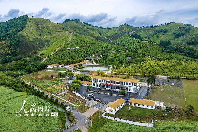 安徽芜湖：茶园美如画