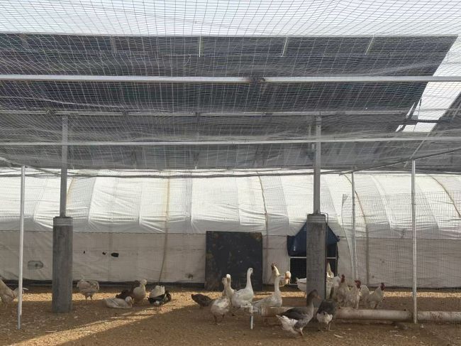 实探首批“沙戈荒”新能源基地 绿电治沙协同增效
