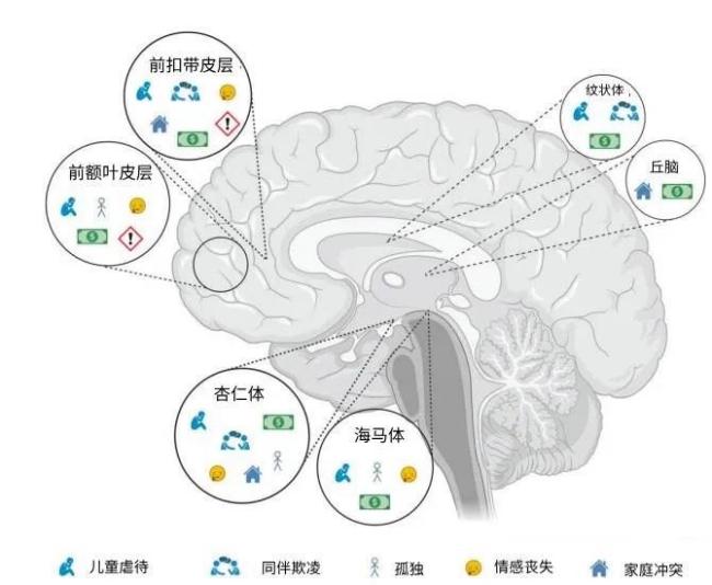 研究发现多吃苦对大脑有害 逆境影响大脑发育