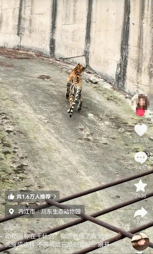 动物园的老虎瘦到惨不忍睹？当地回应