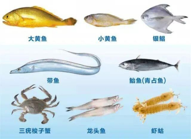 浙江舟山今起禁售8种海洋捕捞水产品