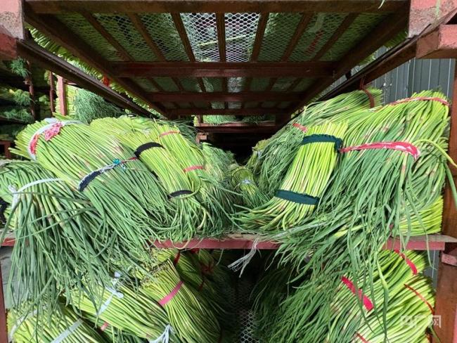 河南蒜薹滞销烂成山？记者实探 价格跌落真相揭秘