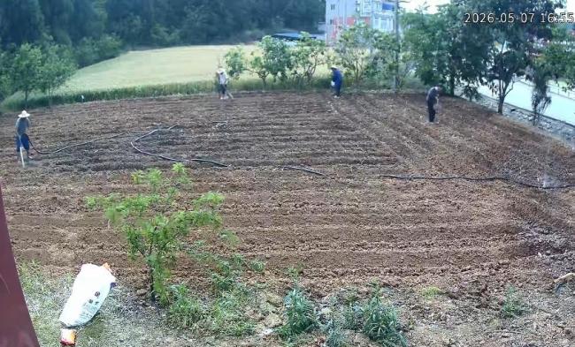 妈妈去城里住院 邻居帮忙把地种好了