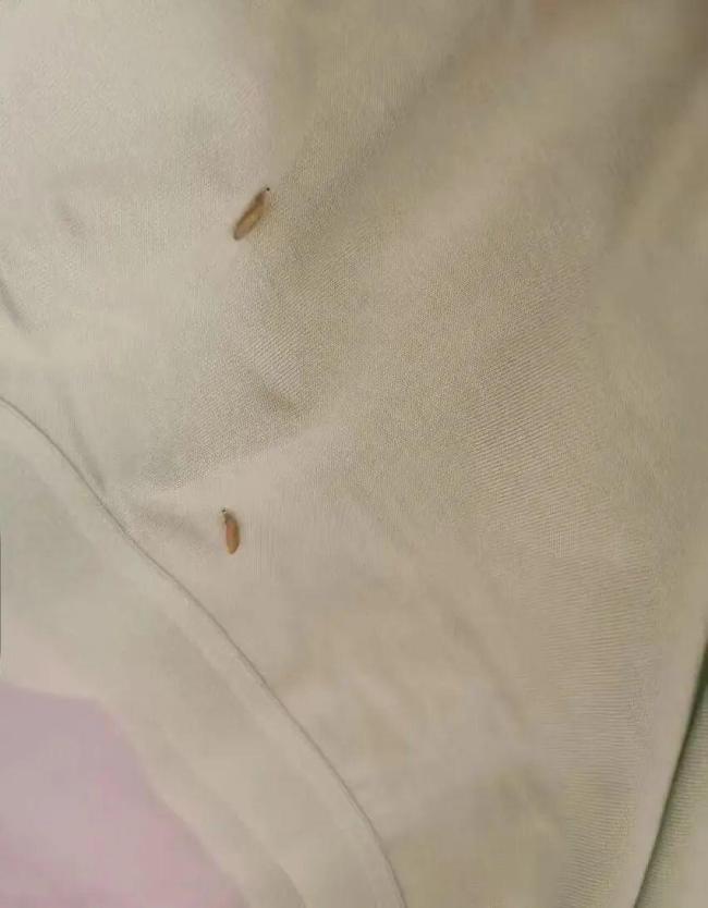 广东一沃尔玛售卖的内裤疑似有虫卵 消费者呼吁关注产品质量