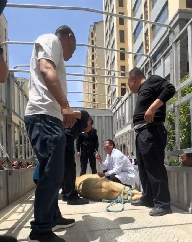 羚牛闯小区 林草部门:山里都少见 罕见一幕引发关注