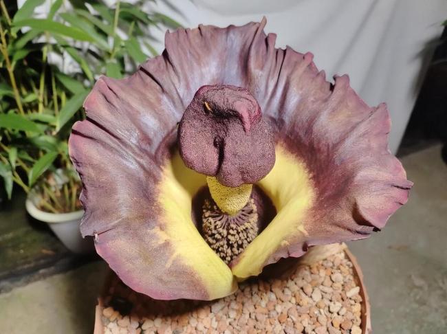 广州一植物时隔4年再次开花 奇花盛放引关注