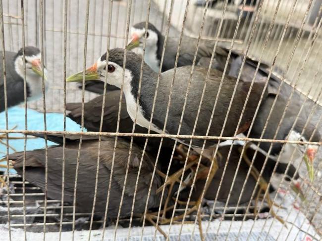 宜宾警方查酒驾意外引出非法狩猎 10只保护鸟获救