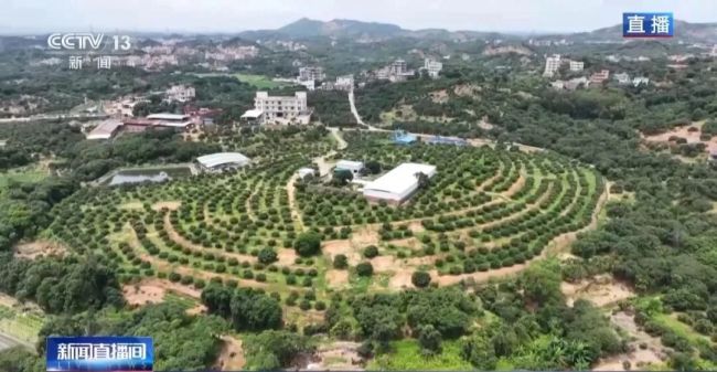 广东荔枝开启“认养”模式 定制服务促增收